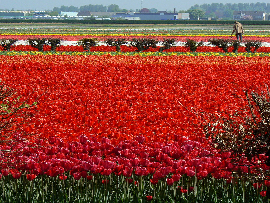 Tulip Garden